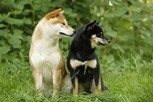 Images Dated 11th May 2012: Dog - Shiba Inu
