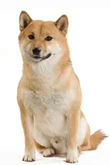 Dog - Shiba Inu