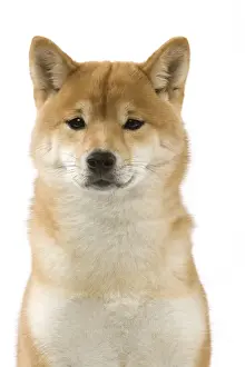 Dog - Shiba Inu