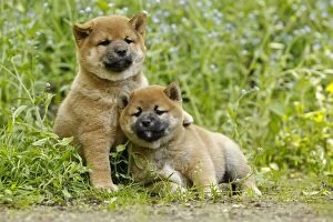 Images Dated 11th May 2012: Dog - Shiba Inu puppies