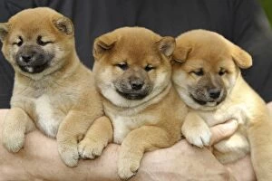 Images Dated 11th May 2012: Dog - Shiba Inu puppies