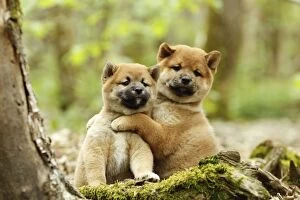 Images Dated 11th May 2012: Dog - Shiba Inu - puppies