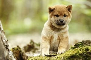 Images Dated 11th May 2012: Dog - Shiba Inu puppy