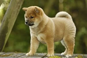 Images Dated 11th May 2012: Dog - Shiba Inu - puppy