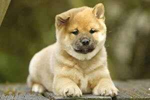 Images Dated 11th May 2012: Dog - Shiba Inu - puppy. Dog - Shiba Inu - puppy