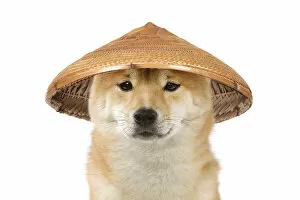 Dog - Shiba Inu wearing an oriental bamboo / straw hat Date: 09-04-2006