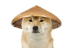 Dog - Shiba Inu wearing an oriental bamboo / straw hat