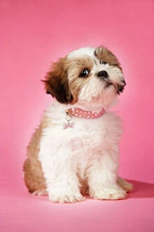 Collar Collection: DOG - Shih Tzu - 10 week old puppy with collar
