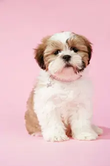 Collars Prints: DOG - Shih Tzu - 10 week old puppy with collar