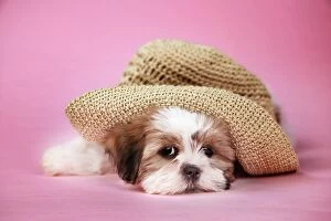Dog - Shih Tzu - 10 week old puppy under a hat