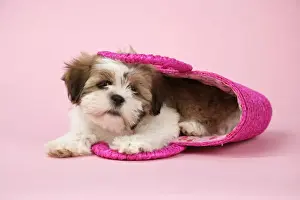 Bags Prints: Dog - Shih Tzu - 10 week old puppy in a pink bag