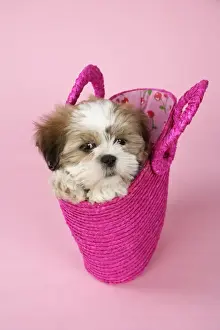 From Above Prints: Dog - Shih Tzu - 10 week old puppy in a pink bag