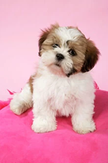 Puppies Collection: DOG - Shih Tzu, 10 week old puppy on a pink cushion