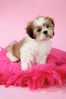 10 Week Old Shih Tzu Puppy Print Art Prints, Posters