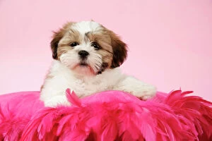 DOG - Shih Tzu - 10 week old puppy on pink cushion