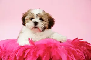 DOG - Shih Tzu - 10 week old puppy on a pink cushion