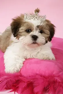 Tiara Prints: DOG - Shih Tzu - 10 week old puppy with tiara on a pink cushion