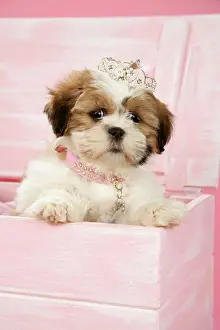Boxes Prints: DOG, Shih Tzu - 10 week old puppy with tiara in a wooden chest