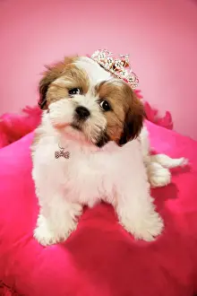 DOG - Shih Tzu - 10 week old puppy wearing a tiara on a pink cushion