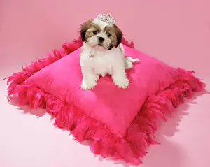 From Above Prints: DOG - Shih Tzu - 10 week old puppy wearing a tiara on a pink cushion