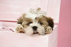 Boxes Prints: DOG- Shih Tzu - 10 wk old puppy with a tiara in a wooden chest
