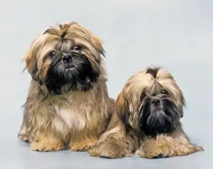 Dog - two Shih Tzu