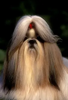Dog - Shih tzu