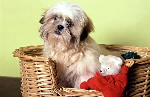 Images Dated 2nd October 2007: Dog - Shih Tzu in basket with toy