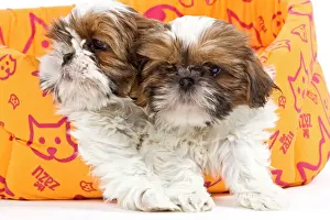 Beds Prints: Dog - two Shih Tzu in bed in studio
