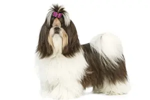 Bows Prints: Dog - Shih-tzu with bow in hair