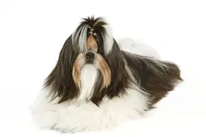 Bows Prints: Dog - Shih-tzu with bow in hair