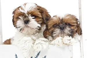 Utility Breeds Collection: Dog - two Shih Tzu in box in studio