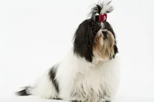 Dog - Shih-tzu / Chrysanthemum Dog