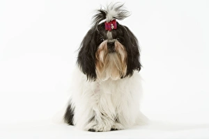 Images Dated 12th March 2006: Dog - Shih-tzu / Chrysanthemum Dog