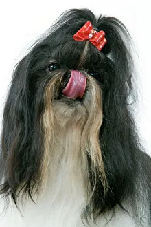 Images Dated 12th March 2006: Dog - Shih-tzu / Chrysanthemum Dog - licking nose