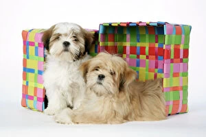 DOG - Shih Tzu & Lhasa Apso (right) puppies by box, 10 & 12 wks old