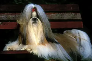 Bows Prints: Dog - Shih Tzu - lying on bench