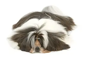 Bows Prints: Dog - Shih Tzu lying in studio