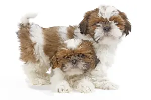 Dog - Shih Tzu puppies in studio