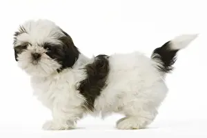 Dog - Shih Tzu puppy in studio