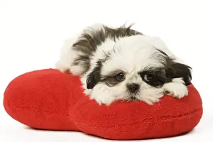 Puppy Prints: Dog - Shih Tzu puppy in studio on heart cushion