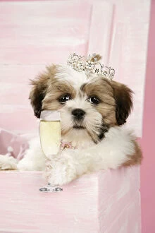 DOG - Shih Tzu - puppy with a tiara and glass of prosecco