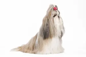 Dog - Shih Tzu in studio