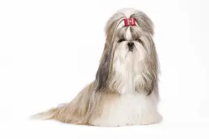 Dog - Shih Tzu in studio