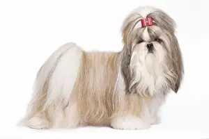 Dog - Shih Tzu in studio