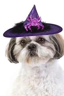 Dog - Shih Tzu wearing witches hat