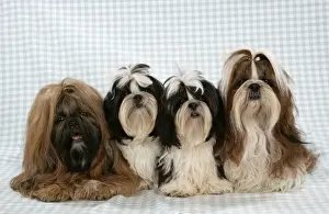 Dog - Shih Tzus on blue checked background