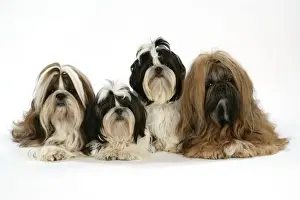 Dog - Shih Tzus - Lying down together
