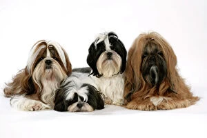Utility Breeds Collection: Dog - Shih Tzus - Lying down together
