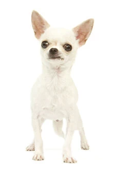 Dog - short-haired chihuahua